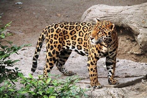 Whats The Difference Between Cheetah Leopard Puma Jaguar And