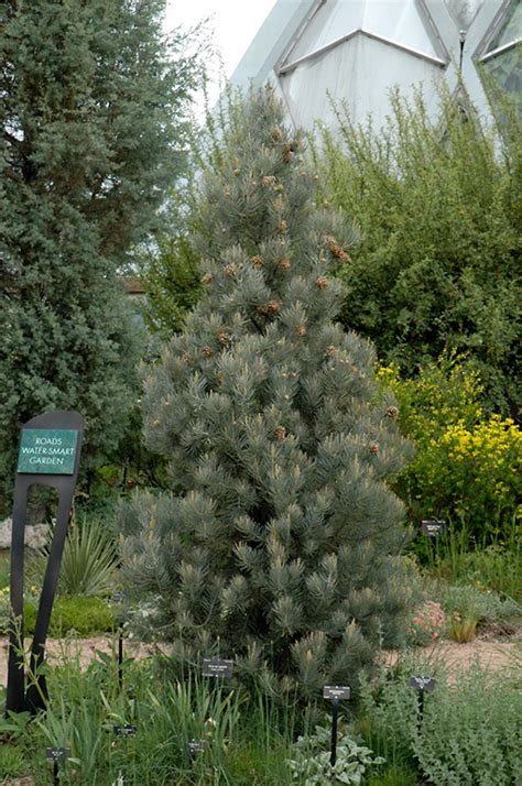 Singleleaf Pinyon Pine Pinus Monophylla In Denver Centennial