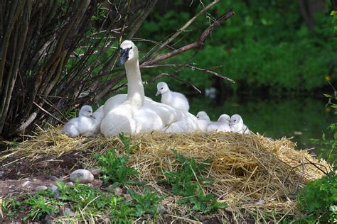 Mother Swan And Her Cygnets Photograph By Ray Coderre Fine Art America