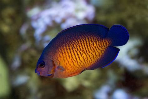 Coral Beauty Angelfish The Best First Angel Marine Fish Algaebarn