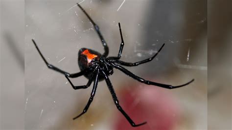 11 Deadliest Spiders