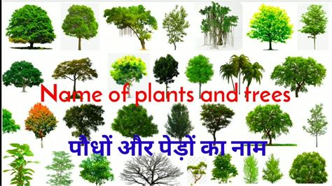 Garden plants and trees scientific names scientific name of landscape plants and trees in malaysia and singapore. पौधों और पेड़ों का नाम || Name of plants and trees ...