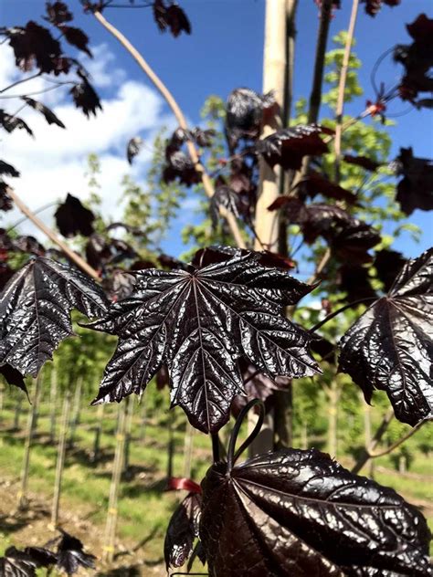 Acer Platanoides Royal Red Norway Maple Nangle And Niesen Wholesale