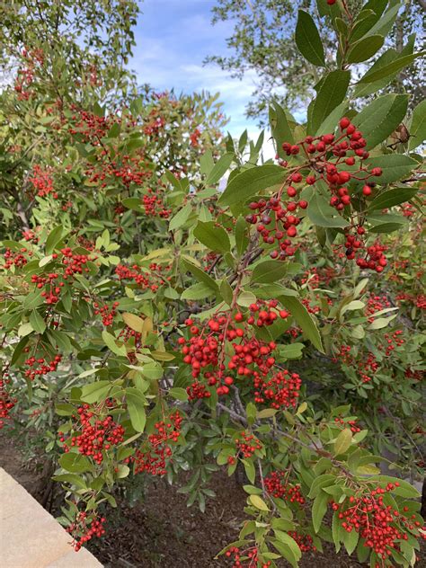 Found A Large Bush With Many Red Berries Growing On A Hillside Behind