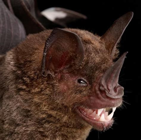 Bats Faces 54 Pics