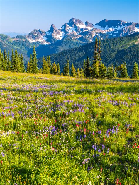 Mount Rainier National Park Summer Lupine Wildflowers Sunrise Meadows