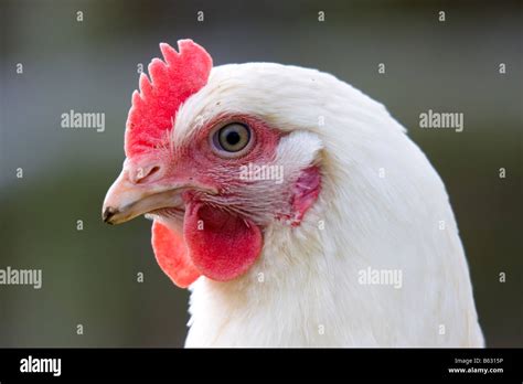 Hen Comb Hi Res Stock Photography And Images Alamy