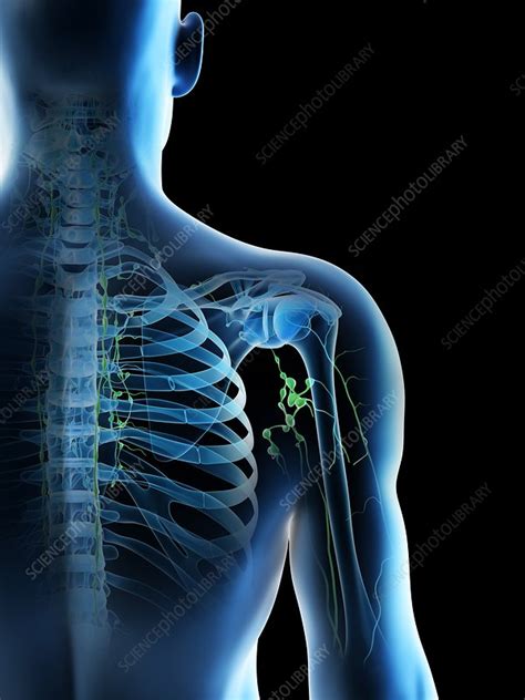Lymph Nodes Illustration Stock Image F0266127 Science Photo Library