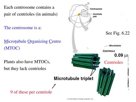In eukaryotic organisms, centrosomes serve as the microtubule organizing center (mtoc) of the cell. PPT - Topic 16 - Eukaryotic Cell Division (Mitosis) & Cell ...