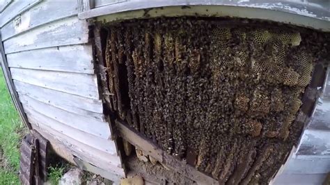 Huge Honey Bee Removal From Old House Youtube