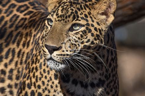 African Leopard Cub Wildlife Reference Photos For Artists