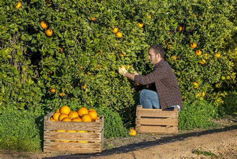 The 12 Best Fruit Basket Companies For 2024 Free Buyers Guide