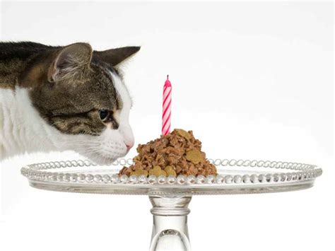 Happy Birthday Cat Eating Cake