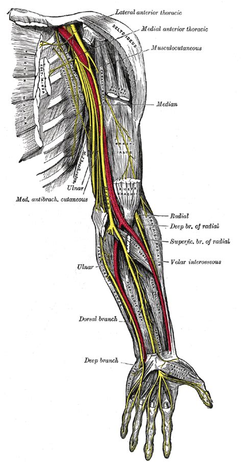 Related to greek neuron 'nerve' (see neuron). Ulnar Neuropathy (Nerve Damage, Disease and Dysfunction ...