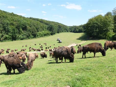 Rêve de Bisons MUCHEDENT - Diet : Normandy Tourism, France