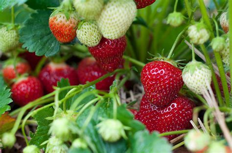 Die experten raten, erdbeeren in einen humosen, mit sand aufbereiteten lehmboden zu geben. Erdbeeren - Pflanzenlexikon