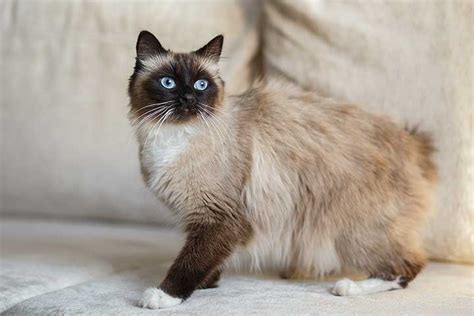 Birman Cat Breed Profile Personality Care Pictures