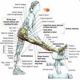 Hamstring Exercises Pictures