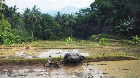 Membajak Sawah Dengan Kerbau Kearifan Lokal Mulai Hilang Rmol Jateng