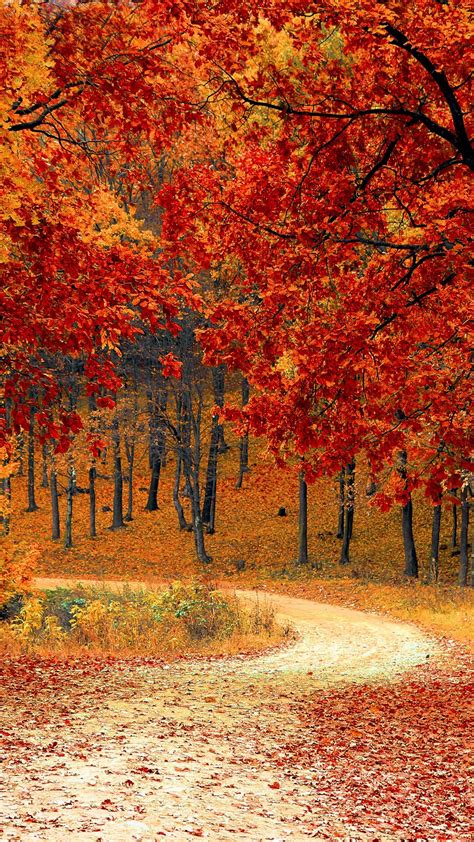 Download Wallpaper 1080x1920 Autumn Forest Path Foliage
