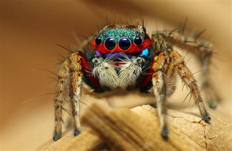 Fonds Decran Insectes Araneaes En Gros Plan Oeils Animaux Image