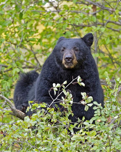 Black Bear Eating Berries Photograph By Gary Langley
