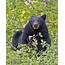Black Bear Eating Berries Photograph By Gary Langley