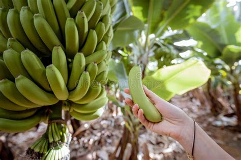 Woman Picking Unripe Bananas Picture Image 114825493