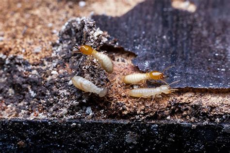 What Do Termites Look Like In Georgia Termites Info