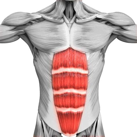 Sistema Muscular Humano Torso Músculos Anatomía Del Músculo Oblicuo