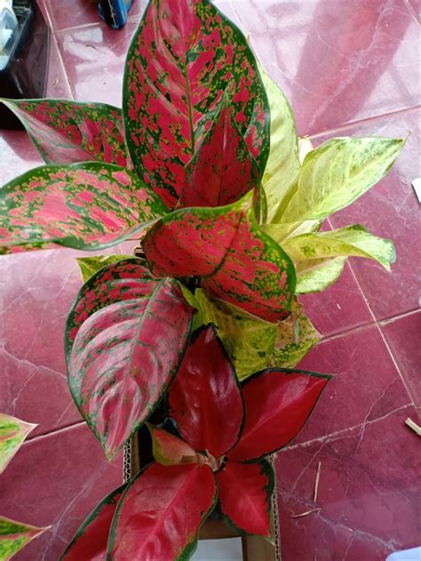 Check spelling or type a new query. Jual Tanaman Hias Aglaonema Aglonema Red King di lapak ...