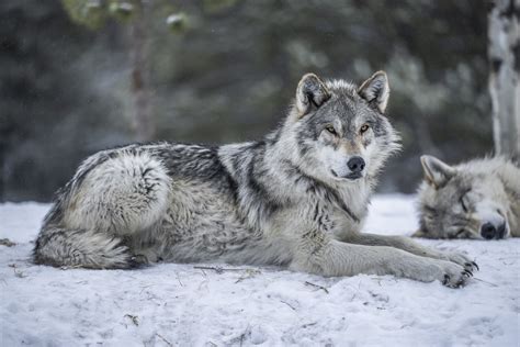 Beautiful Gray Wolves West Yellowstone Wolves Montana Wolfpack Sony A1