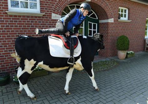 Die 13 Jährige Hanna Reitet Auf Ihrer Kuh