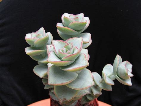 Notice the shorter sections where you see new tops growing. Crassula Conjuncta | Succulents, Plants, Planting succulents