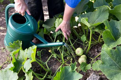How To Grow Butternut Squash Bbc Gardeners World Magazine