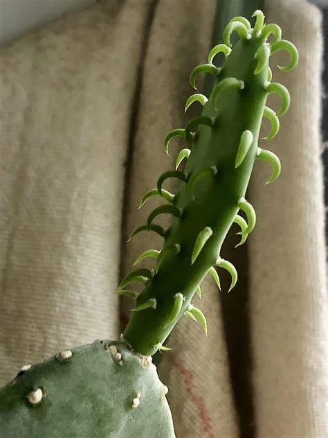 New Growth On Year Old Cactus Cutting Surprised At Length Of Areoles