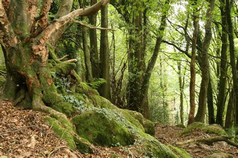 Gardenless Gardener Help Save Ancient Forests Of England Petition