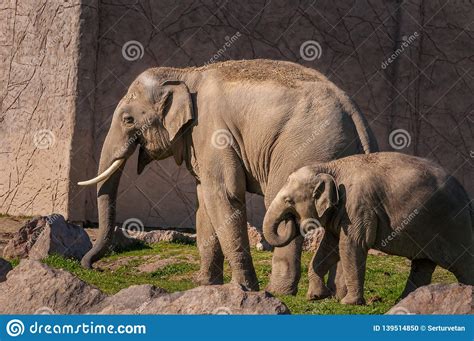 Mother And Baby African Elephants Wailking On The Grass