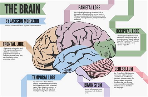 A regional atlas of the human body is sobotta, j. Image result for parts of the brain and their functions ...