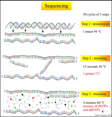 Principle Of Sequencing