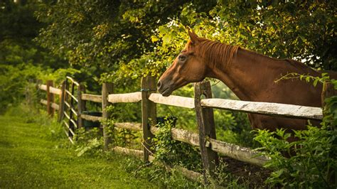 Brown Horse Is Standing Near Wooden Fence With Trees Background Hd