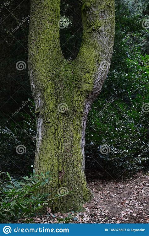 Bifurcation Or Tree Fork Of Broadleaf Tree Trunk Stock Image Image Of
