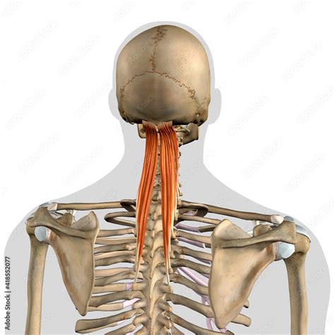 Semispinalis Capitis Muscles In Isolation Rear View Of Upper Back Human