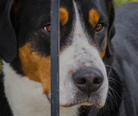 greater swiss mountain dog pictures  informations dog breedscom