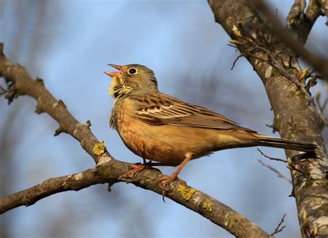 Are Ortolan Buntings Endangered Or Not