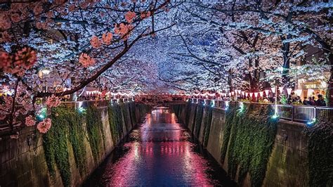 Sakura Fest Sakura Japan Japanese Tokyo Flower River Spring