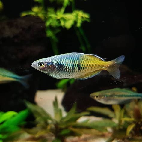 All measurements are made from tip of nose to end of tail. A few days ago I bought two types of rainbowfish from ...