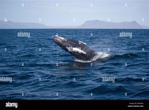 Humpback Whale Megaptera Novaeangliae Reykjavik Iceland Stock Photo