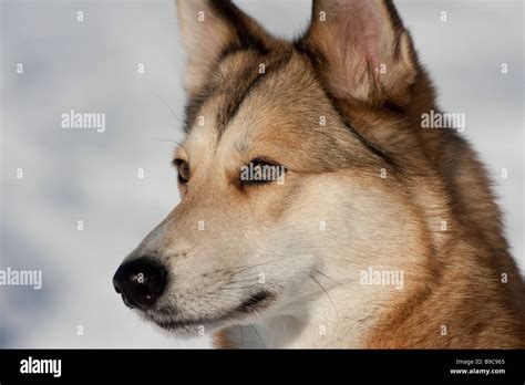 West Siberian Laika Portrait Stock Photo Alamy