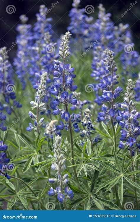 Blue Lupine Wild Flowers Blooming In Colorado Meadow Of The Rocky